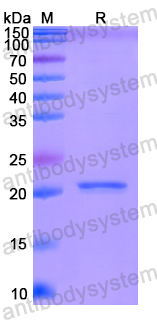 Recombinant Human HOXA9 Protein, N-His-SUMO & C-Strep