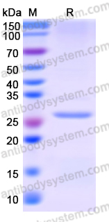 Recombinant Human TIA1 Protein, N-His-SUMO & C-Strep