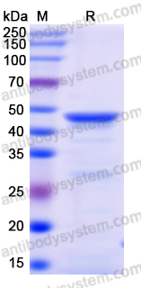 Recombinant Human UQCRC1/Core protein I Protein, N-His