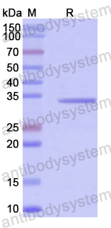 Recombinant Human HNRNPH1 Protein, N-His-SUMO