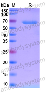 Recombinant Human GK Protein, N-His