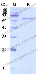Recombinant Human DSG3 Protein, N-His