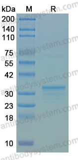 Recombinant Human BTC Protein, N-GST
