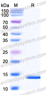 Recombinant Human PFN2 Protein, Tag free