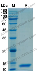 Recombinant Human IL13 Protein, N-His