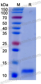 Recombinant Human PHB Protein, N-His