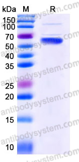 Recombinant Human SERPINB6 Protein, N-Trx-His