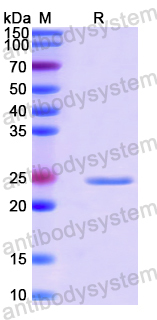 Recombinant Human RPL22 Protein, N-His-SUMO