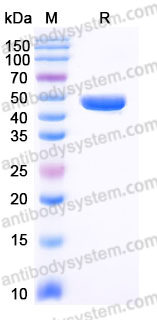 Recombinant Human PPM1A Protein, C-His