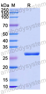 Recombinant Human ATP6V1E1 Protein, N-His