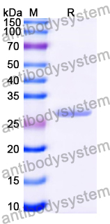 Recombinant Human CHRNA7 Protein, N-His