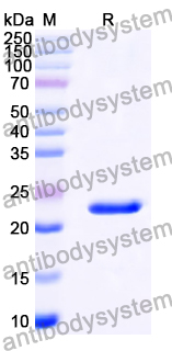 Recombinant Human ACVRL1/ALK-1 Protein, N-His-SUMO & C-His