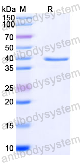 Recombinant Human TGFBR2/TGFR-2 Protein, N-GST & C-His