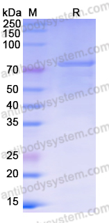 Recombinant Human HSPA9/Mortalin/GRP75 Protein, N-GST & C-His