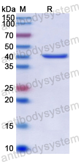 Recombinant Human FEN1 Protein, N-His