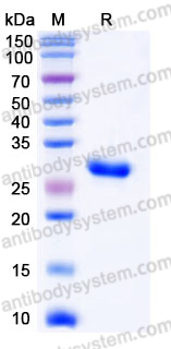 Recombinant Human IL14/TXLNA Protein, N-His & C-His