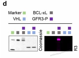 SDS-PAGE for Recombinant Human VHL Protein, N-His ?>