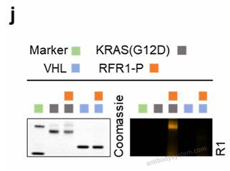 SDS-PAGE for Recombinant Human VHL Protein, N-His ?>