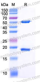 Recombinant Human STAT3 Protein, C-His