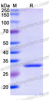 Recombinant Human PMEL Protein, N-His