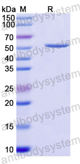 Recombinant Human CCNF Protein, N-His