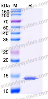 Recombinant Human LEP/Leptin Protein, Tag free