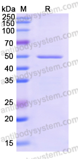 Recombinant Human CASR Protein, N-His