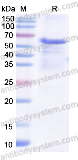 Recombinant Human GRIA2/AMPAR2 Protein, N-His