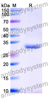 Recombinant Human MTOR Protein, N-His