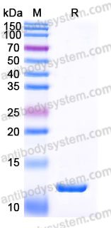 Recombinant Human CXCL5/ENA-78 Protein, Tag free