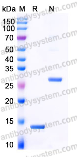 Recombinant Human GDF5 Protein, Tag free