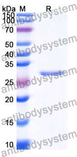 Recombinant Human PTGER3 Protein, N-His-KSI