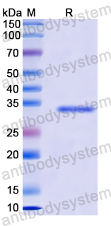 Recombinant Human MSH2 Protein, N-His