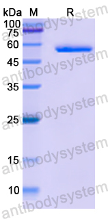 Recombinant Human NAMPT Protein, N-His