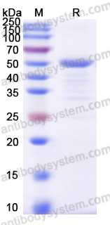 Recombinant Human MMP13 Protein, N-His