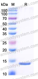 Recombinant Human LGALS7/Galectin-7 Protein, Tag free