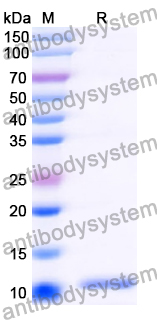 Recombinant Human CXCL12/SDF-1 Protein, N-His
