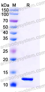 Recombinant Human CXCL12/SDF-1 Protein, Tag free