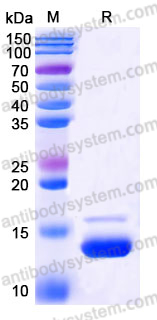 Recombinant Human CXCL12/SDF-1 Protein, Tag free