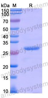 Recombinant Human ARCN1 Protein, N-His