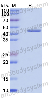Recombinant Human TUFM Protein, N-His
