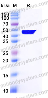 Recombinant Human UBE2A Protein, N-GST-His