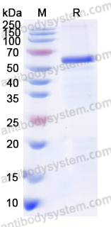 Recombinant Human STAR Protein, N-GST
