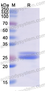 Recombinant Human CEBPA Protein, N-His-SUMO & C-Strep