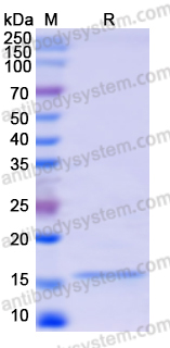 Recombinant Human HINT1 Protein, N-His