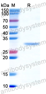 Recombinant Human MMP14 Protein, C-His