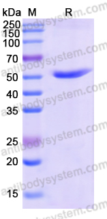 Recombinant Human GDI2 Protein, N-His