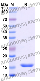 Recombinant Human TOB1 Protein, N-His