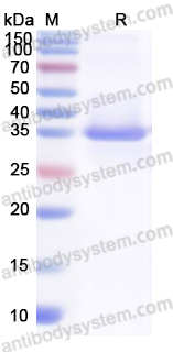SDS-PAGE for Recombinant Human CDK9 Protein, N-His ?>