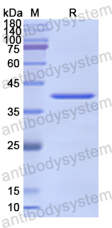 Recombinant Human ATP1A2 Protein, N-His